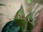 Livingstone's turaco