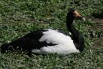 Magpie goose