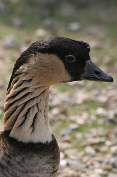 Hawaiian goose