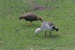 Upland goose