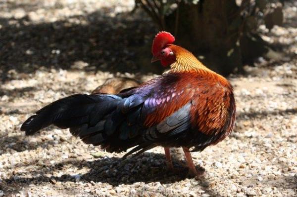 Ceylon junglefowl