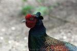 Green pheasant *