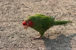 Mitred parakeet *