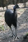 Bennett's cassowary *