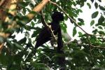 Long-wattled umbrellabird *