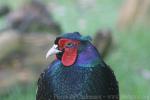 Green pheasant *