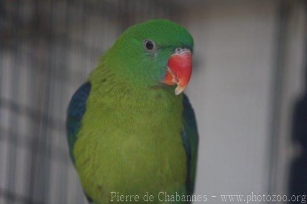 Blue-backed parrot *