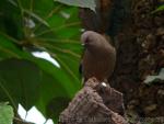 Elliot's laughingthrush *