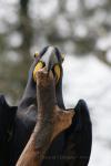 Hyacinth macaw