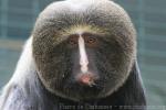 Owl-faced monkey