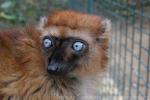 Blue-eyed black lemur