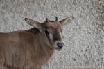 Beisa oryx