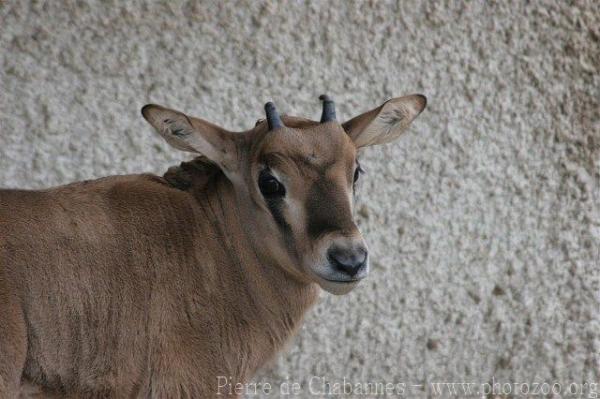 Beisa oryx