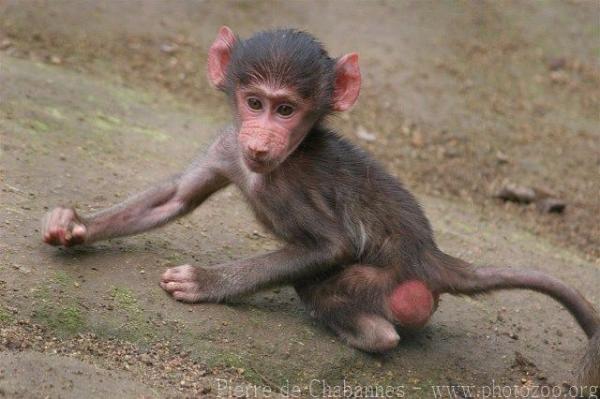 Hamadryas baboon