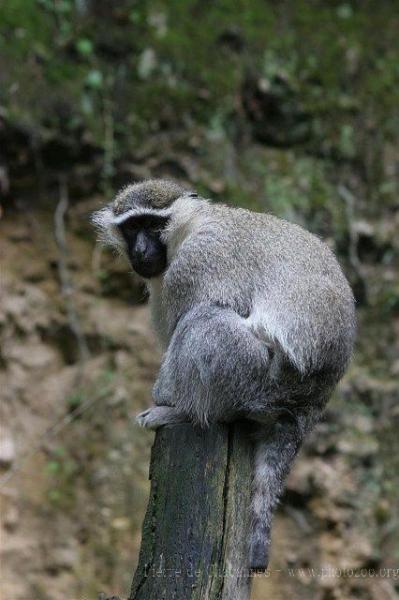 Grivet monkey