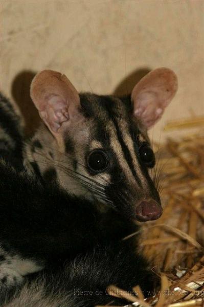 Owston's palm civet *