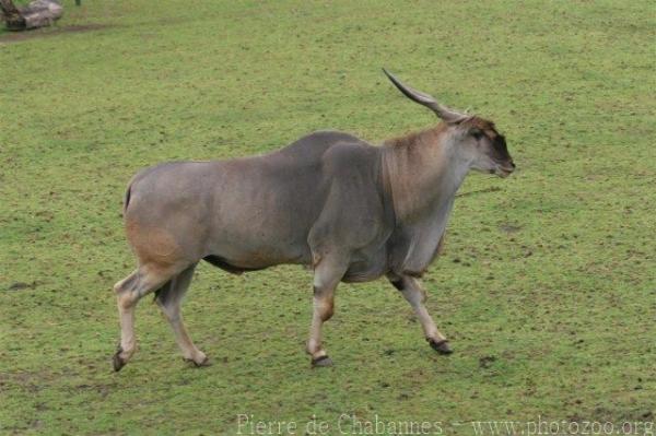 Common eland