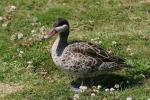 Red-billed duck