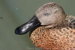 Red shoveler