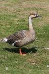 Swan goose