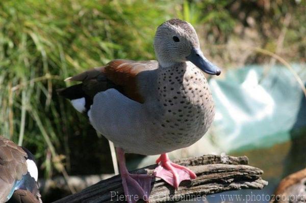 Ringed teal