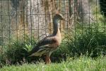 Plumed whistling-duck