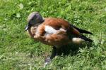 South African Shelduck