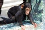 Common chimpanzee