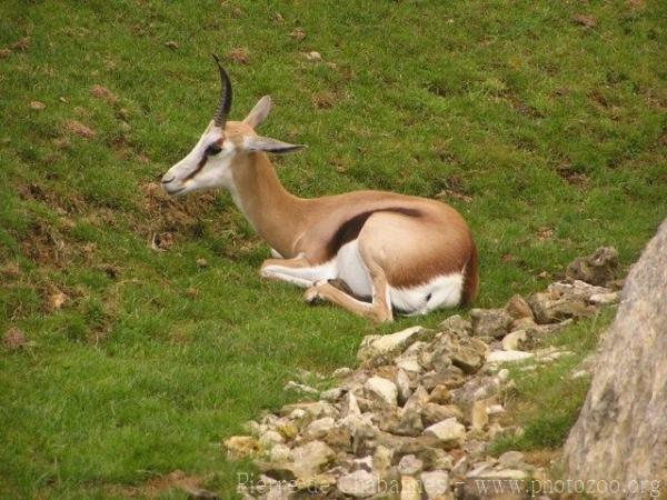 Springbok