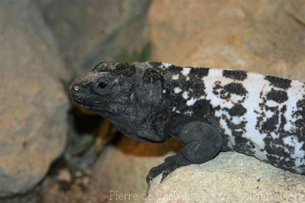 Roatan spiny-tailed iguana *