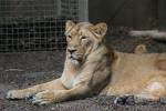 West-African (Asian) lion