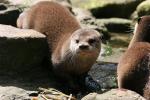 Asian small-clawed otter