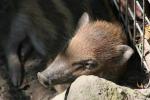 Visayan warty pig