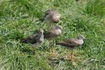 Common redshank