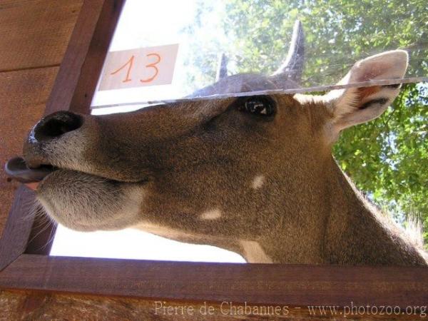 Nilgai *