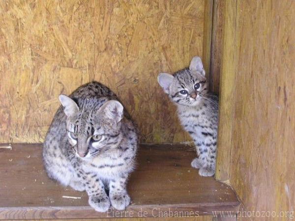 Geoffroy's Cat *