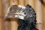 Silvery-cheeked hornbill *