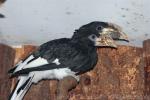 Piping hornbill *