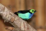 Paradise tanager *