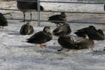 American black duck