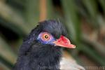 Coral-billed ground-cuckoo