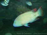 Tripletail wrasse *