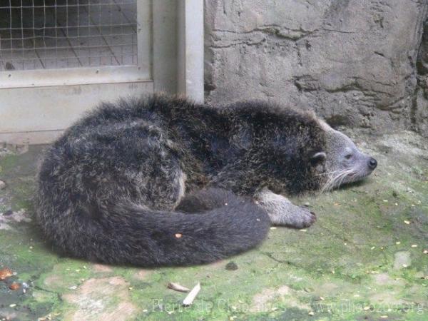 Javan binturong