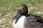 Northern pintail