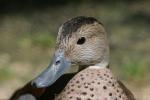 Ringed teal