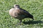 Blue-winged goose *