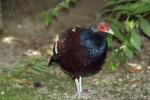 Hume's pheasant *