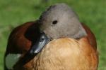 South African Shelduck