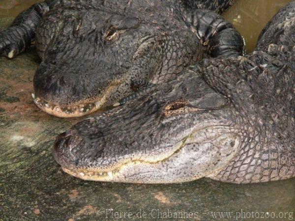 American alligator