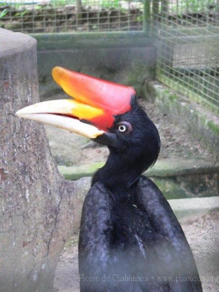 Sumatran rhinoceros hornbill *